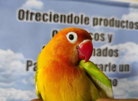 Imagen Destacada